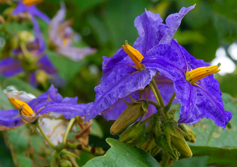 Two purple Solanum wrightii  flowers with yellow stamens and a green stigma