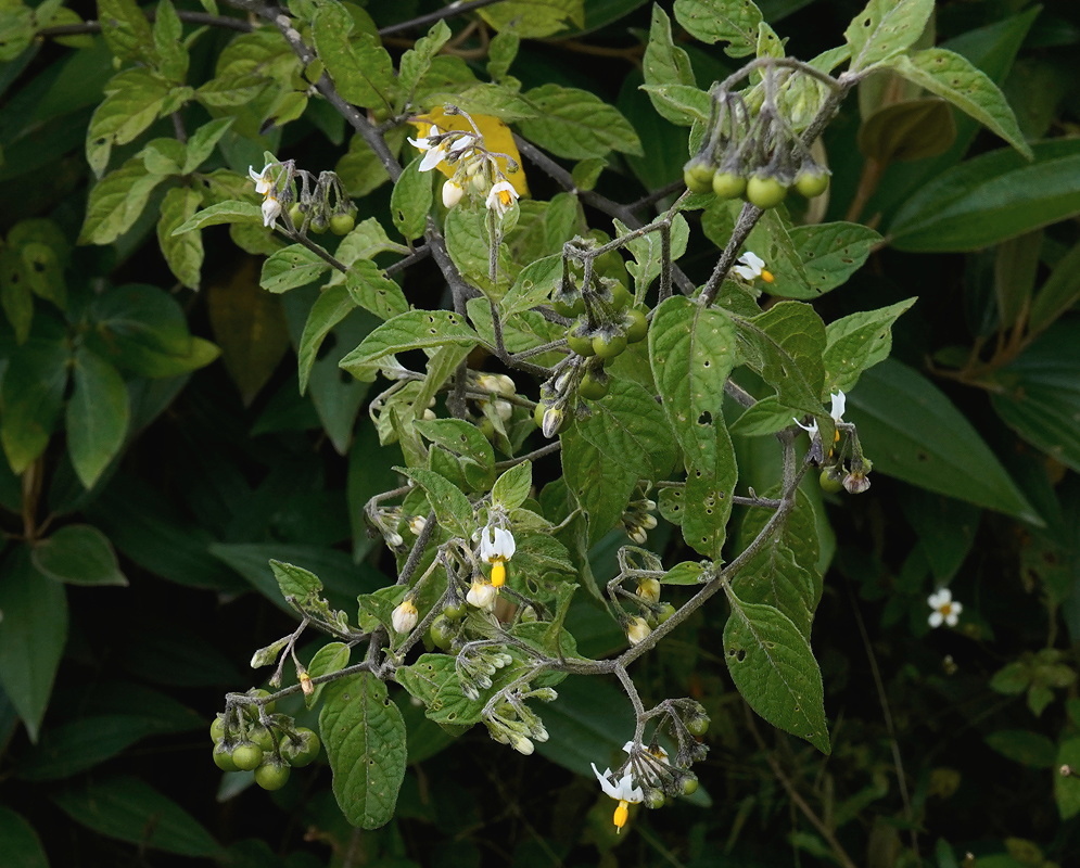 Solanum plant habit and foliage