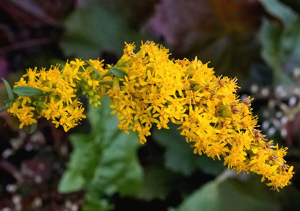 Solidago canadensis broad arching plume of numerous tiny yellow flower heads
