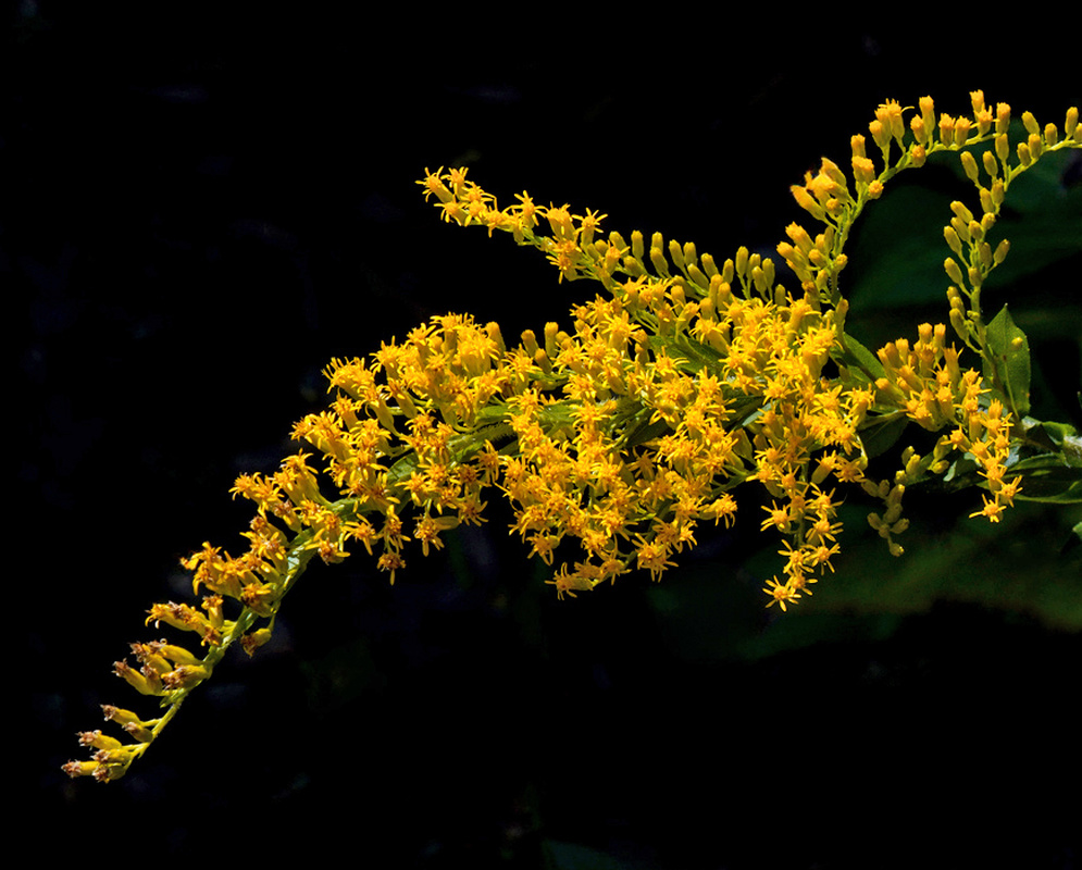 Solidago fistulosa dense branching array of small yellow flower heads above narrow leaves