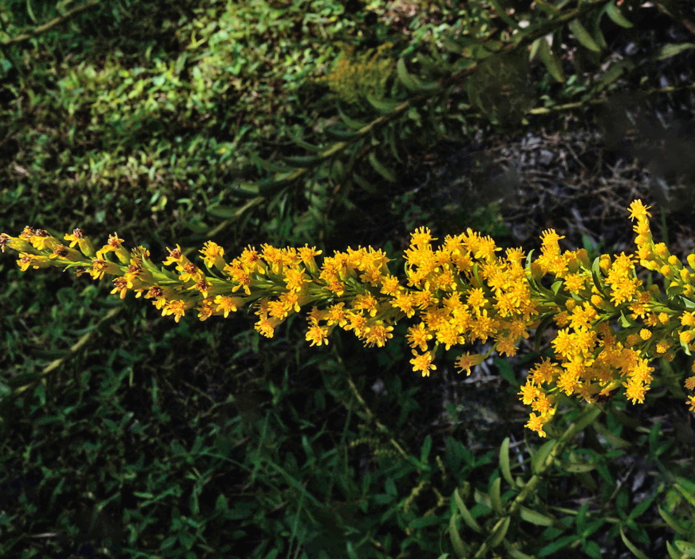Solidago leavenworthii elongated upright cluster of small bright yellow flower heads