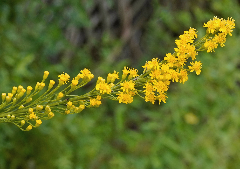 Solidago mexicana broad branching cluster of many small yellow goldenrod flower heads