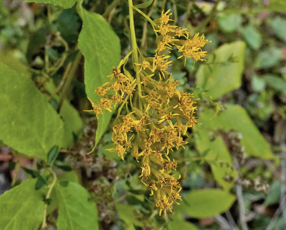 Solidago odora arching one-sided plume of tiny yellow flower heads above narrow leaves