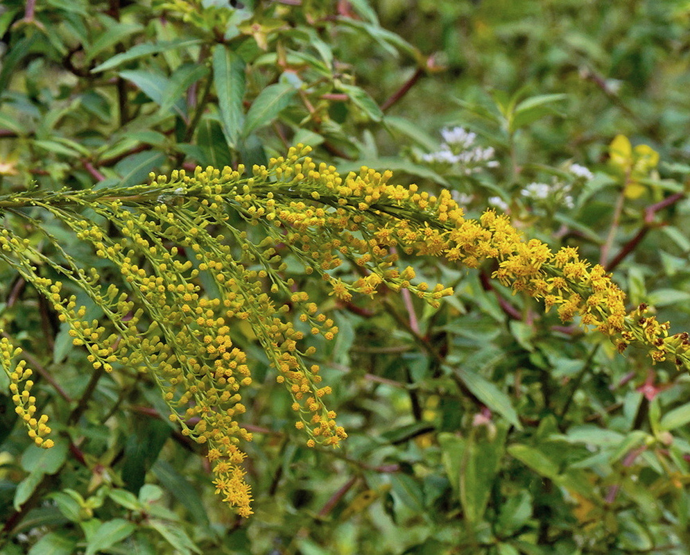 Solidago stricta narrow upright flower spike densely covered with small yellow heads