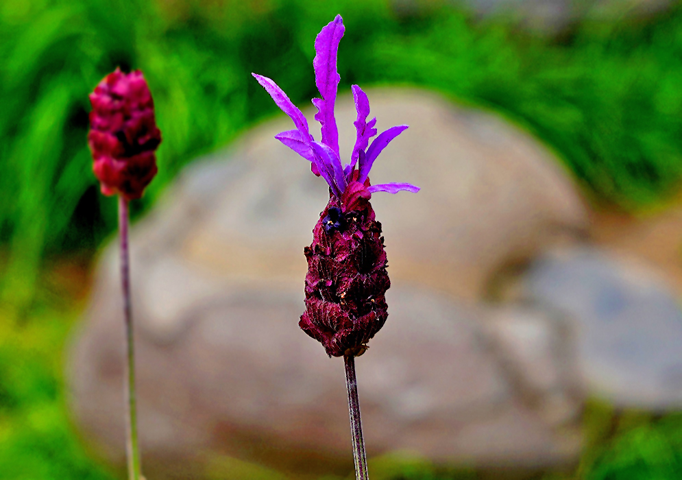 Purple-red Lavandula Stoechas inflorescense with purple-magenta bracts and dark purple flowers 