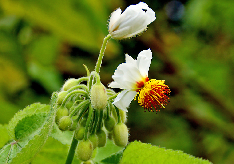 A Sparrmannia africana inflorescence with hairy green buds and stem and a white flower