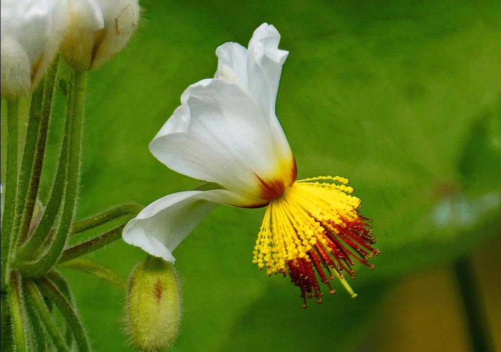 A drooping white Sparrmannia africana flower with red and yellow stamens and a green style