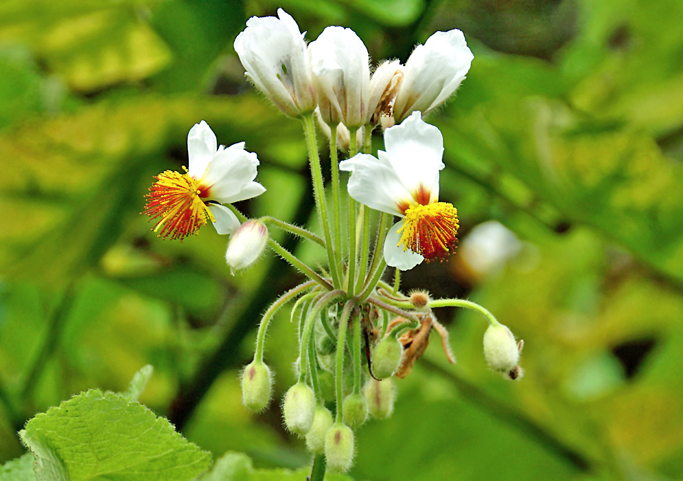 A Sparrmannia africana inflorescence with white flowers