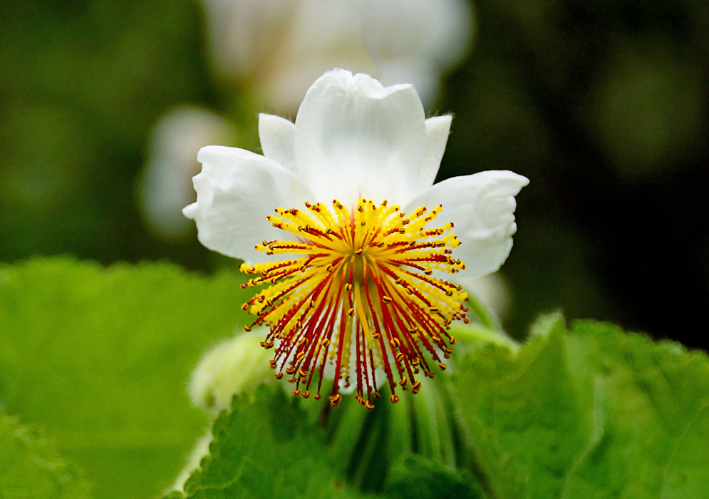 A white Sparrmannia africana flower with red and yellow stamens 