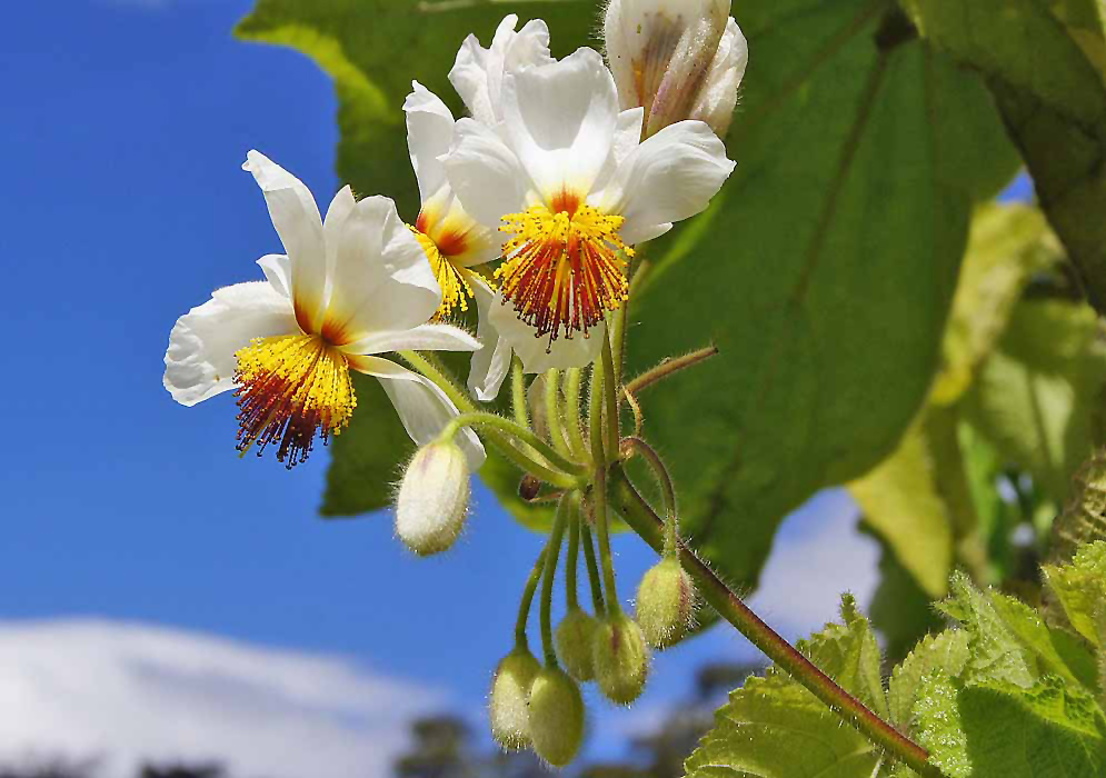 White Sparrmannia africana flowers with red and yellow stamens under blue skies