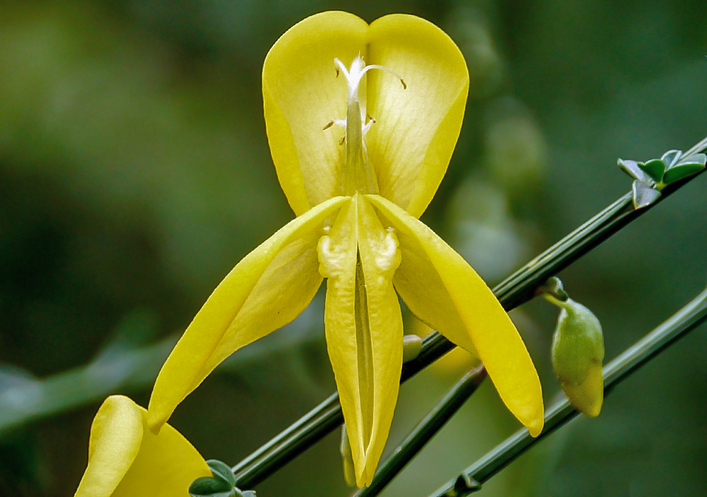 A yellow Spartium junceum flower with white filaments