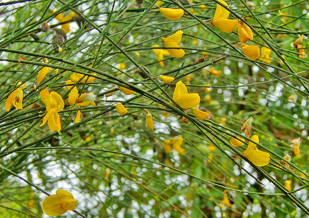 Spartium junceum yellow flowers
