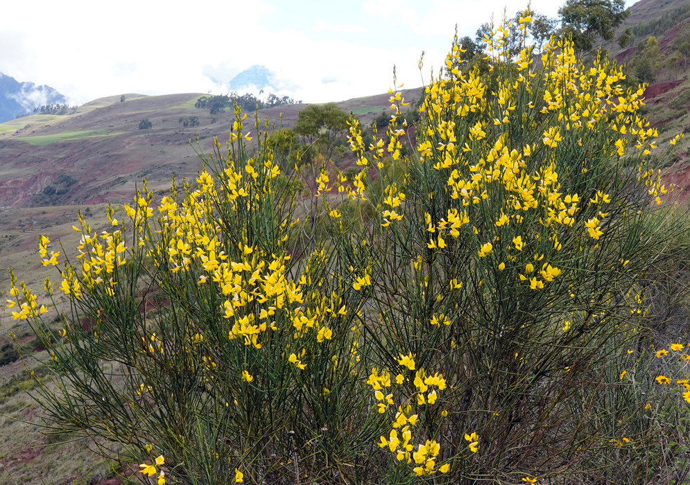 Spartium junceum Flowering Shrub in Highland Landscape Large flowering shrub of Spartium junceum covered in bright yellow blooms growing on a dry hillside in a highland Andean landscape