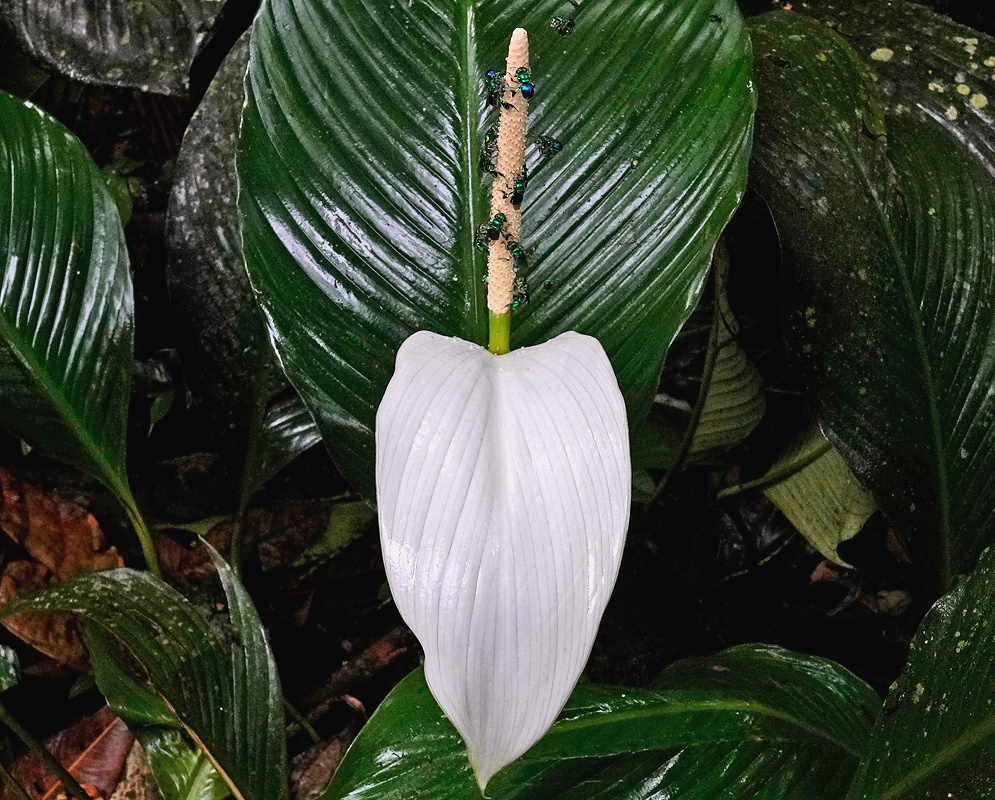 Spathiphyllum cannifolium cream spadix surrounded by a pale green spathe above glossy leaves