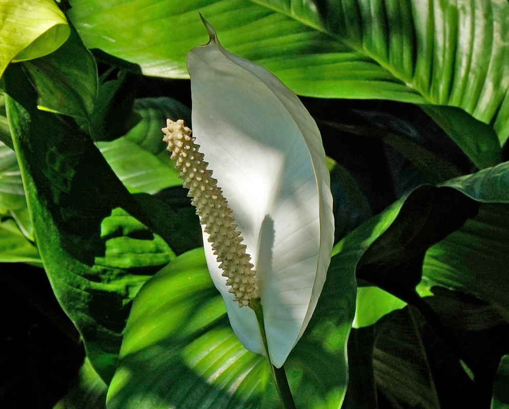 Spathiphyllum lanceifolium Flower Side view of a Spathiphyllum lanceifolium flower showing its arched white spathe partially shading the upright pale spadix, set against dark green foliage