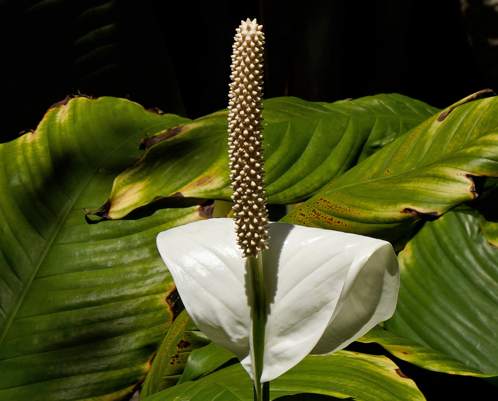 Spathiphyllum lanceifolium White Flower Close-up of a Spathiphyllum lanceifolium flower with a tall, narrow cream-colored spadix emerging from a smooth white spathe, surrounded by glossy green tropical leaves