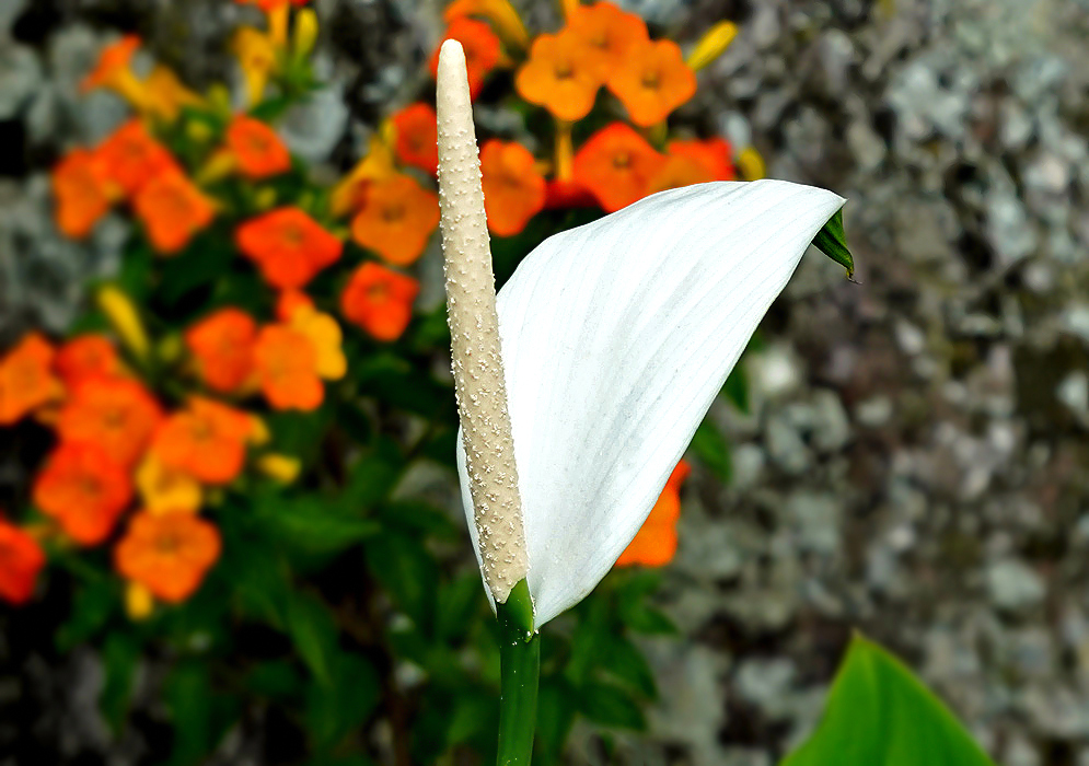 A white Spathiphyllum lanceifolium spathe with a cream-color spadix 