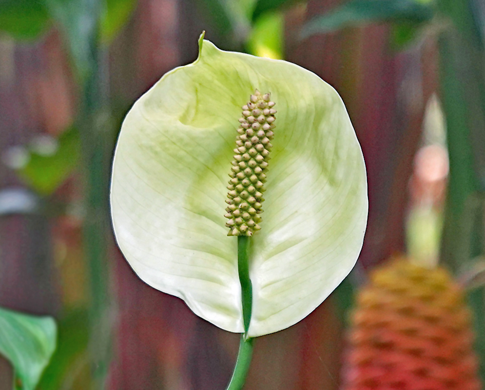 A white and green spathiphyllum wallisii spathe with an ivory-color spadix 