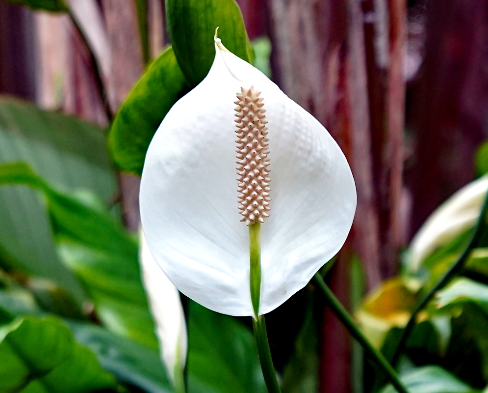 A white spathiphyllum wallisii spathe with an ivory-color spadix 