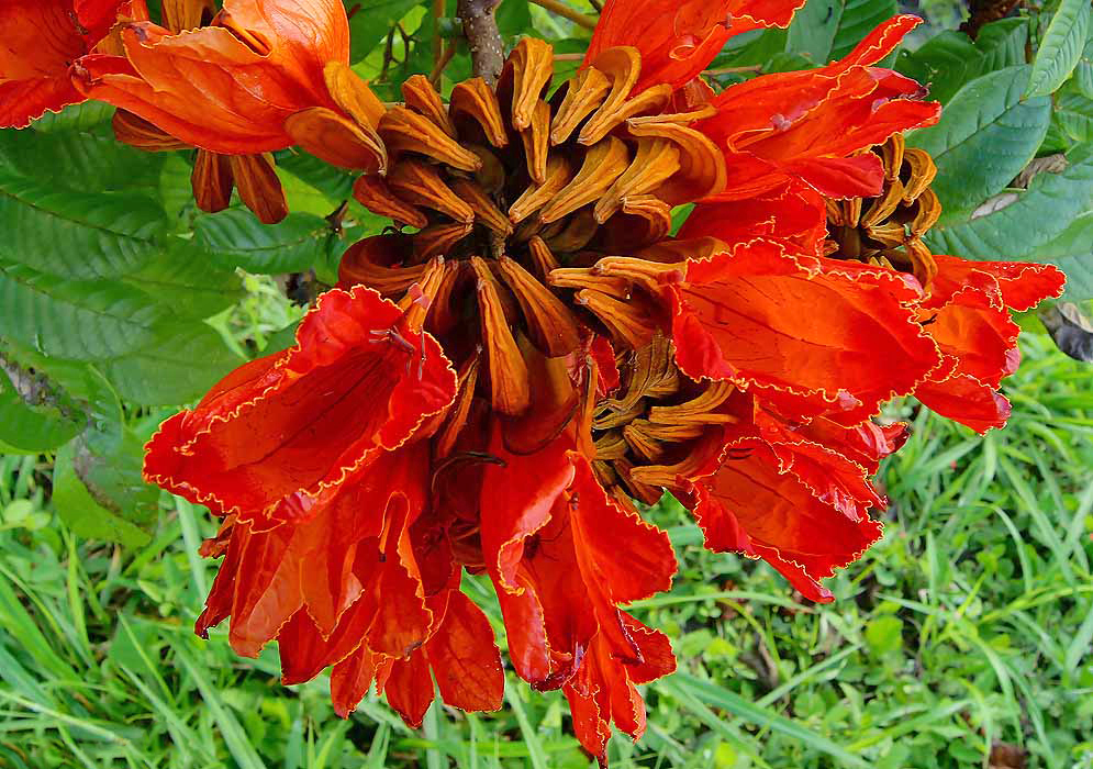Reddish-orange, tulip-like Spathodea campanulata flowers