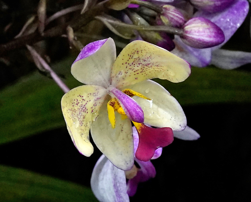 A close-up of a single Spathoglottis plicata flower with creamy yellow petals, purple tips, and a bright yellow and magenta center, highlighted against a dark green background
