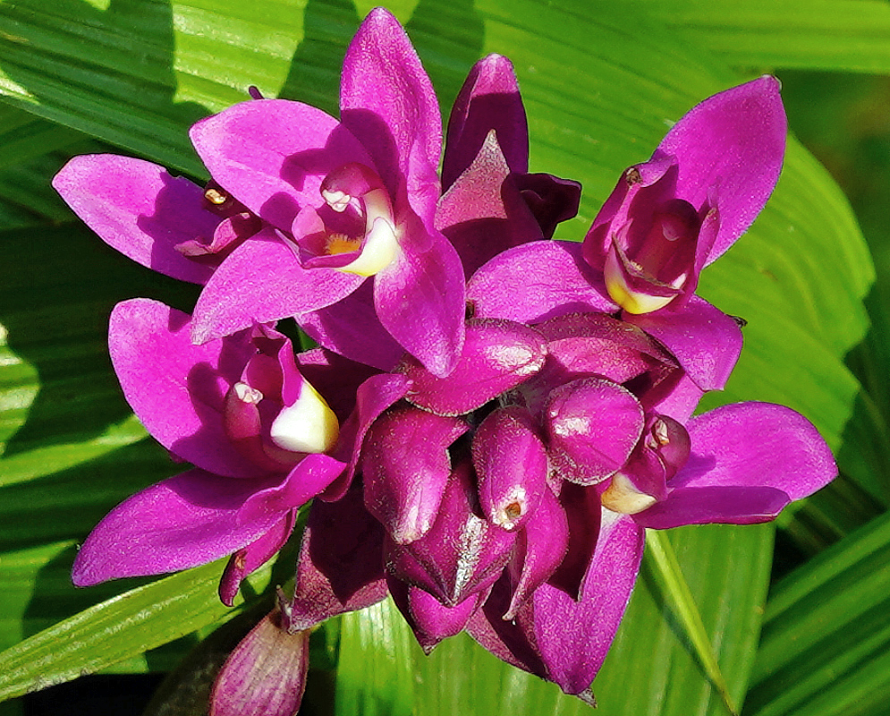 Purple-pink Spathoglottis plicata flower cluster in sunlight