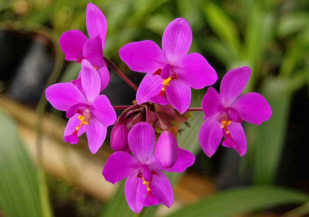 A Spathoglottis plicata flower cluster with purple-pink flowers
