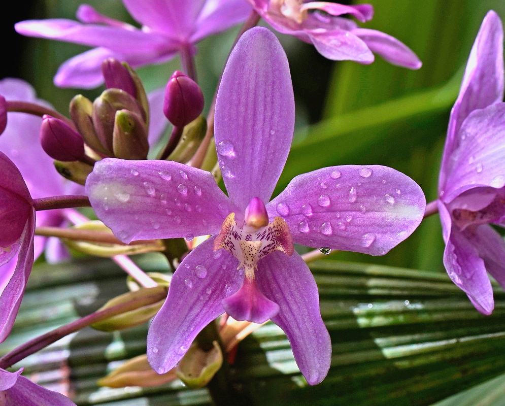 Spathoglottis × parsonsii orchid flower with broad yellow segments and reddish markings