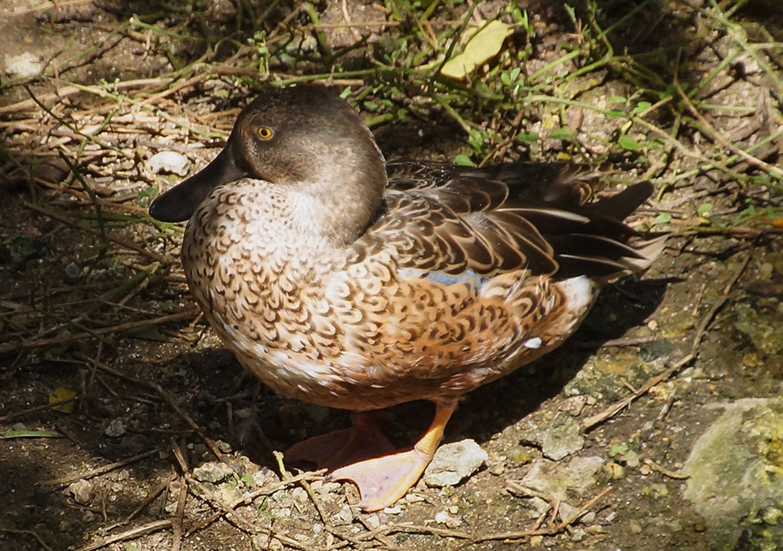 A cinnamon teal with brown feathers and a yellow eye standing on shore