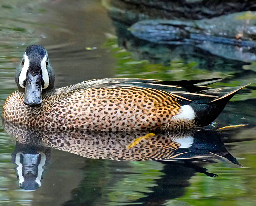 Spatula Discors Swimming A Spatula discors floats with its body reflected in the water, showing its speckled brown body, pale blue shoulder patch, and bold white facial stripe