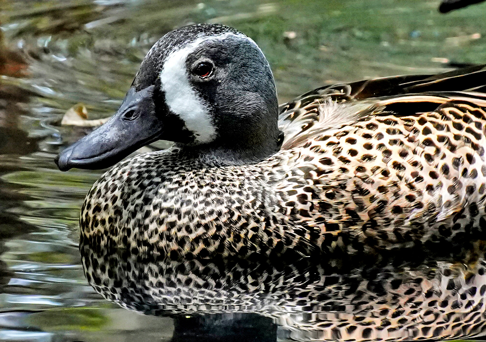 Spatula Discors A male Spatula discors resting in calm water, displaying a distinct white facial crescent on a dark head and finely spotted brown plumage