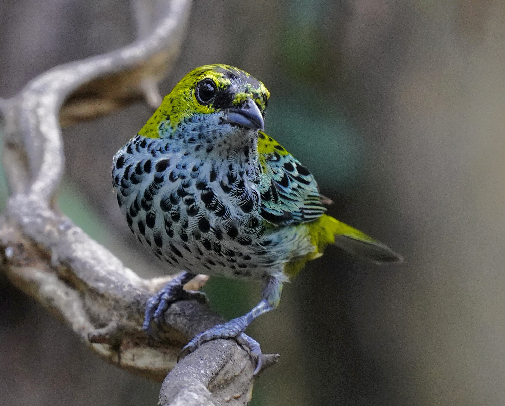 Ixothraupis guttata Speckled Tanager An Ixothraupis guttata shown as the speckled tanager in a clear view with its characteristic plumage visible