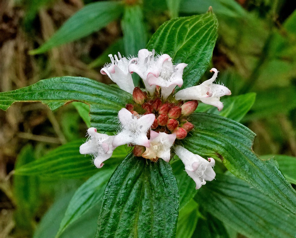 Spermacoce chartensis dense rounded cluster of tiny white flowers at a leafy stem node