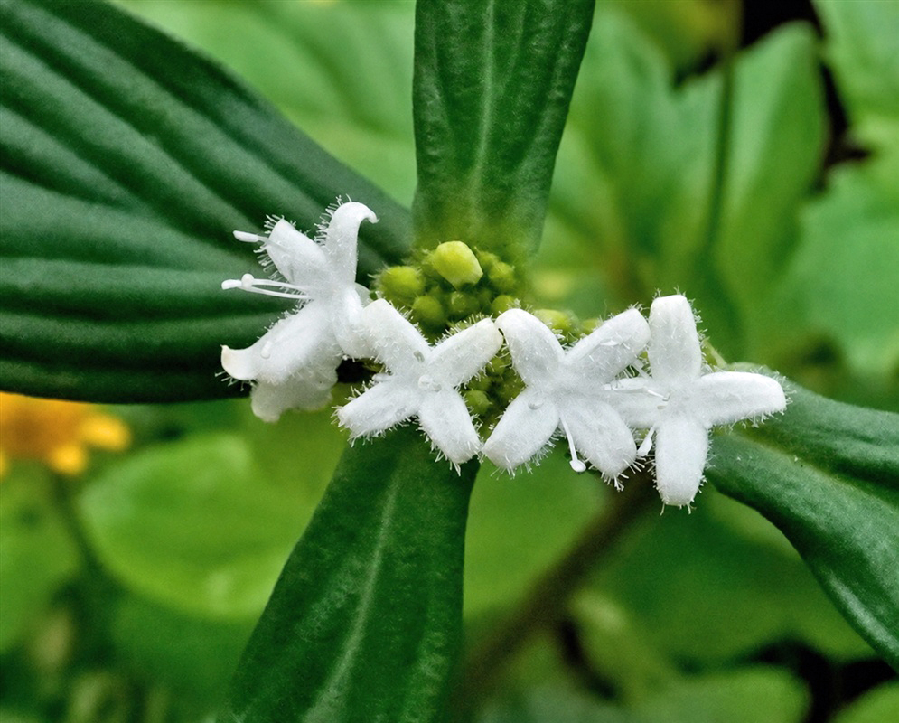 Spermacoce remota ring of tiny white flowers clustered around a slender leafy stem