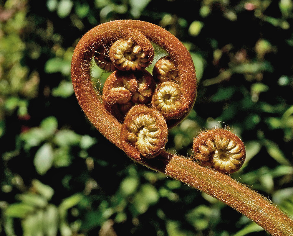 Sphaeropteris lepifera pale-scaled coiled young frond emerging beneath divided tree fern leaves
