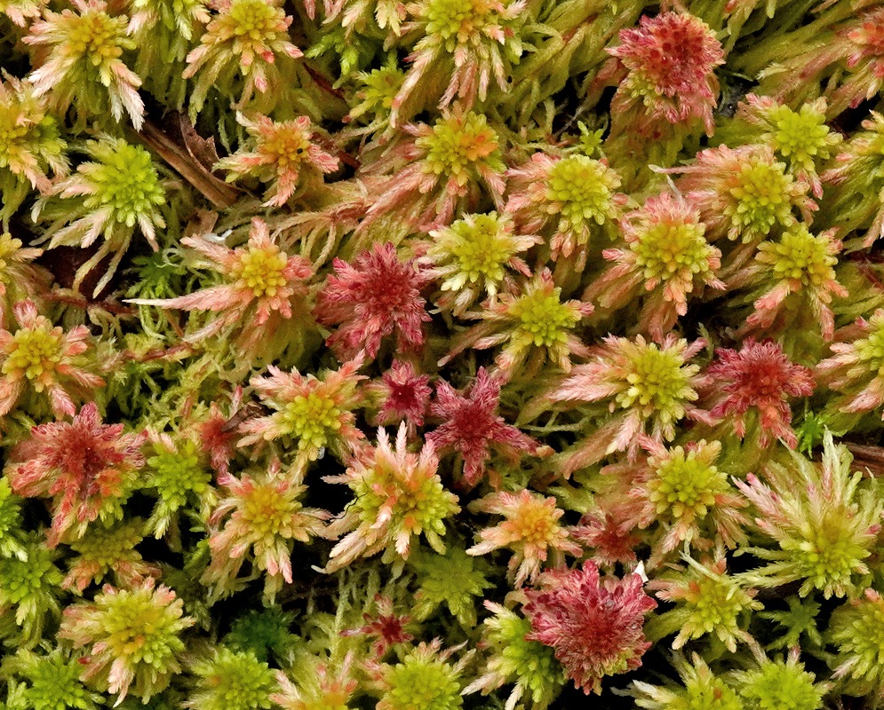 Sphagnum magellanicum dense red and green peat moss cushions in saturated highland ground