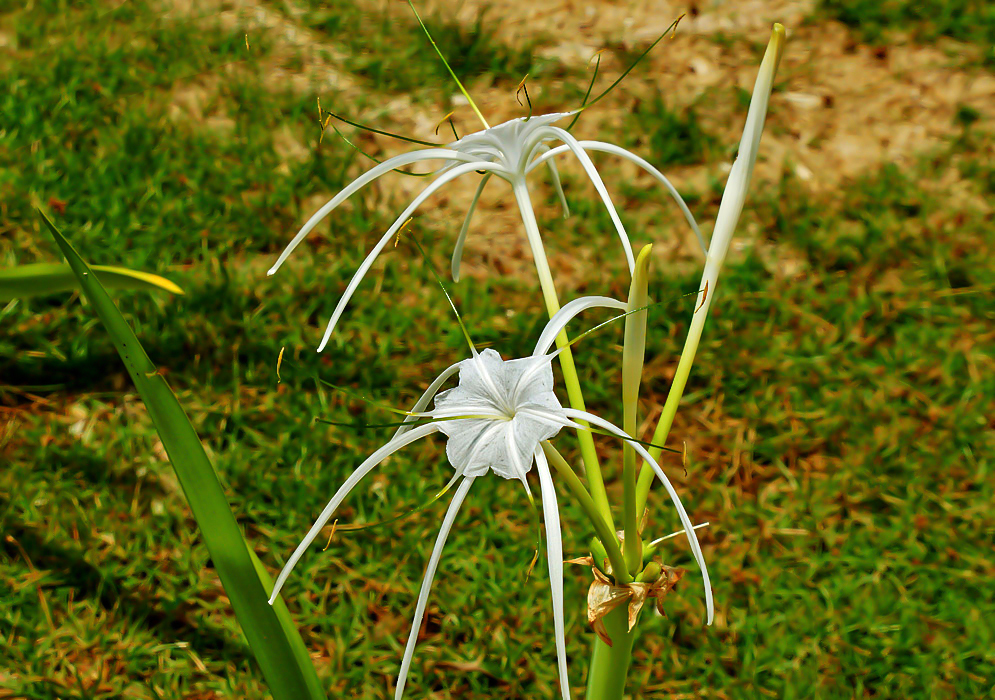 White Hymenocallis littoralis flowers with green filaments and yellow anthers