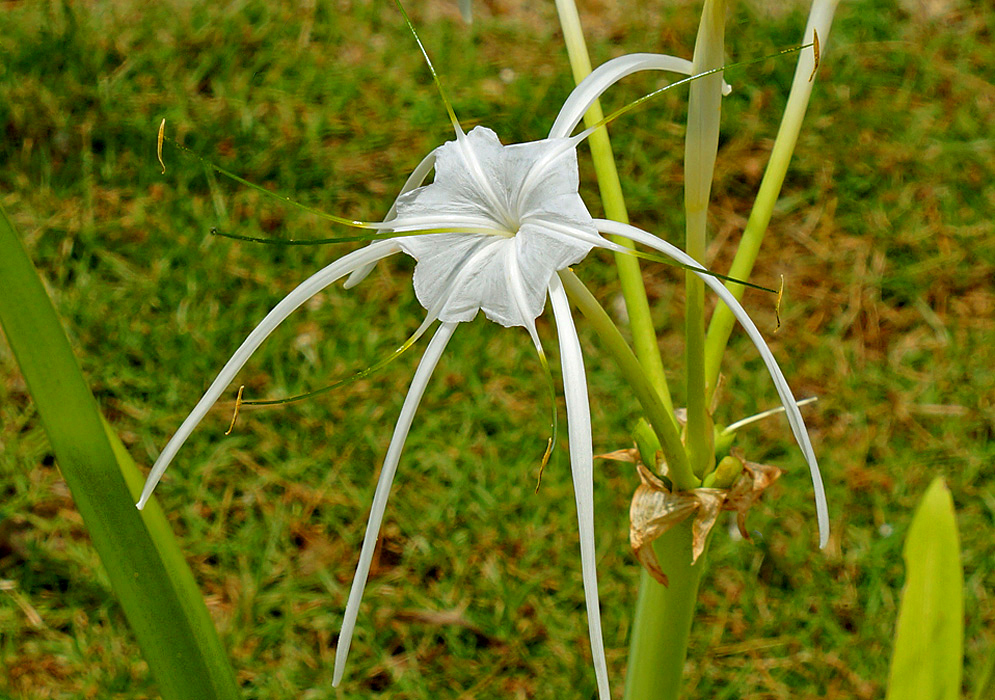 White Hymenocallis littoralis flower with green filaments and yellow anthers