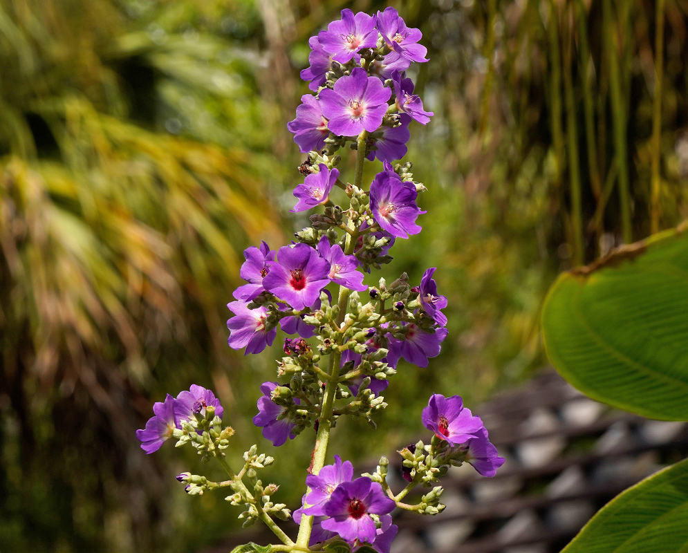 Pleroma heteromalla Flower Spike A tall flowering spike of Pleroma heteromalla covered with purple blooms, each featuring a red central eye, with palm trees in the background