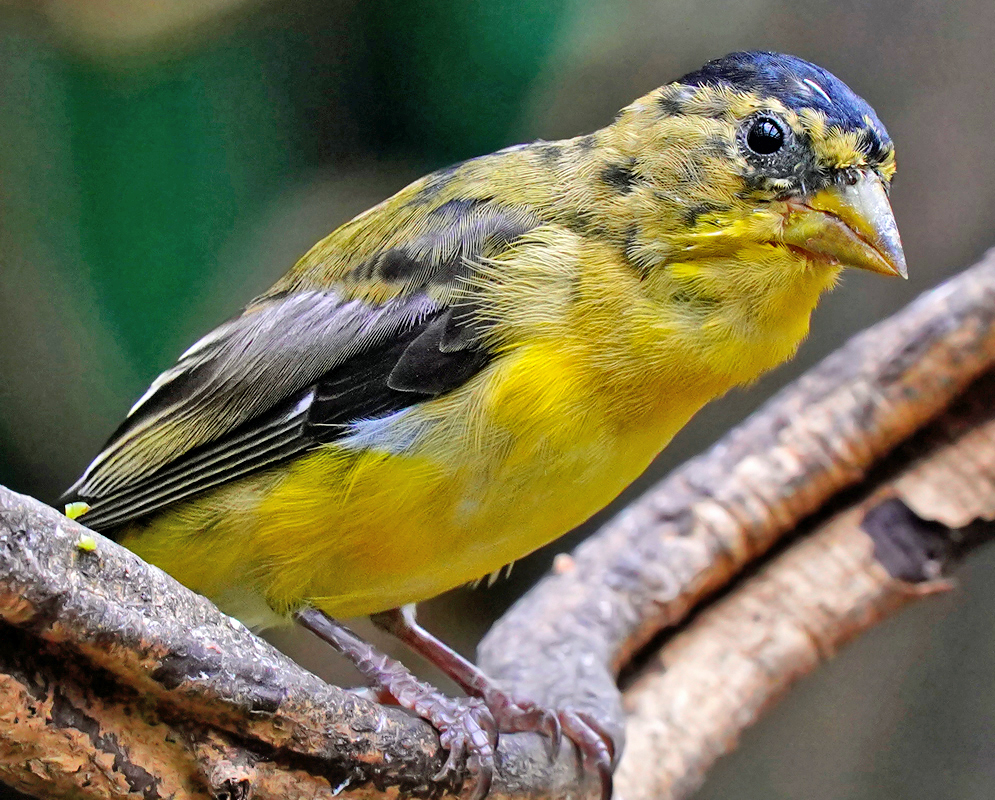 Young Spinus psaltria with yellow and dark color feathers