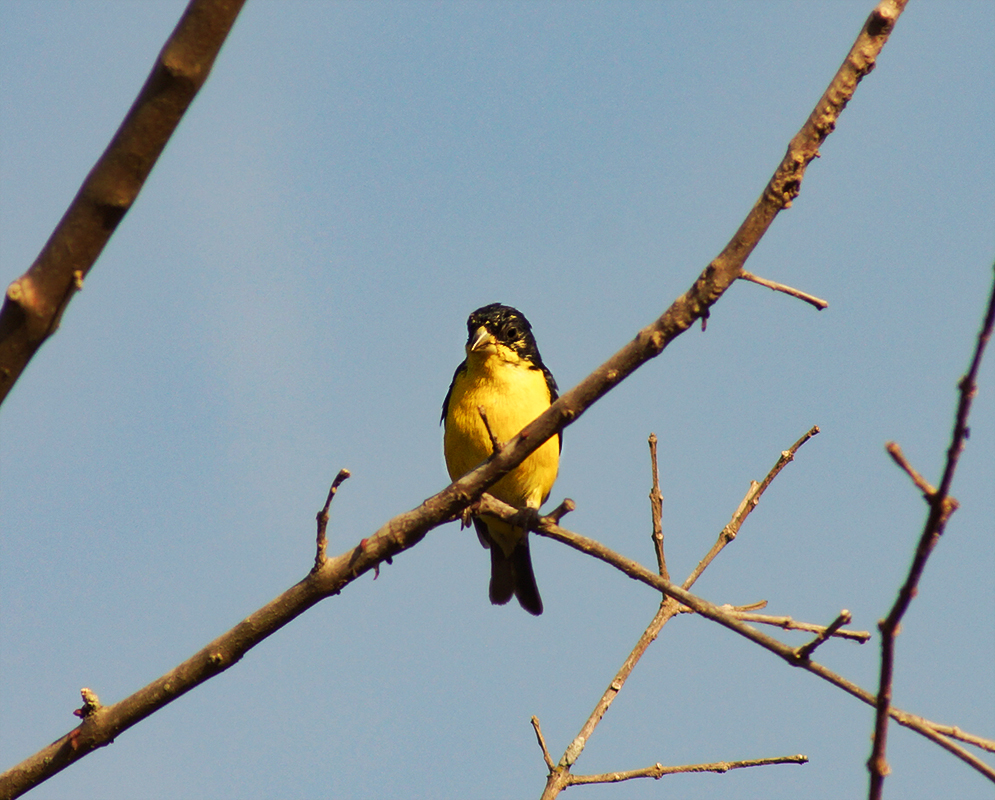 Yellow breasted Spinus-psaltria in a tree branch