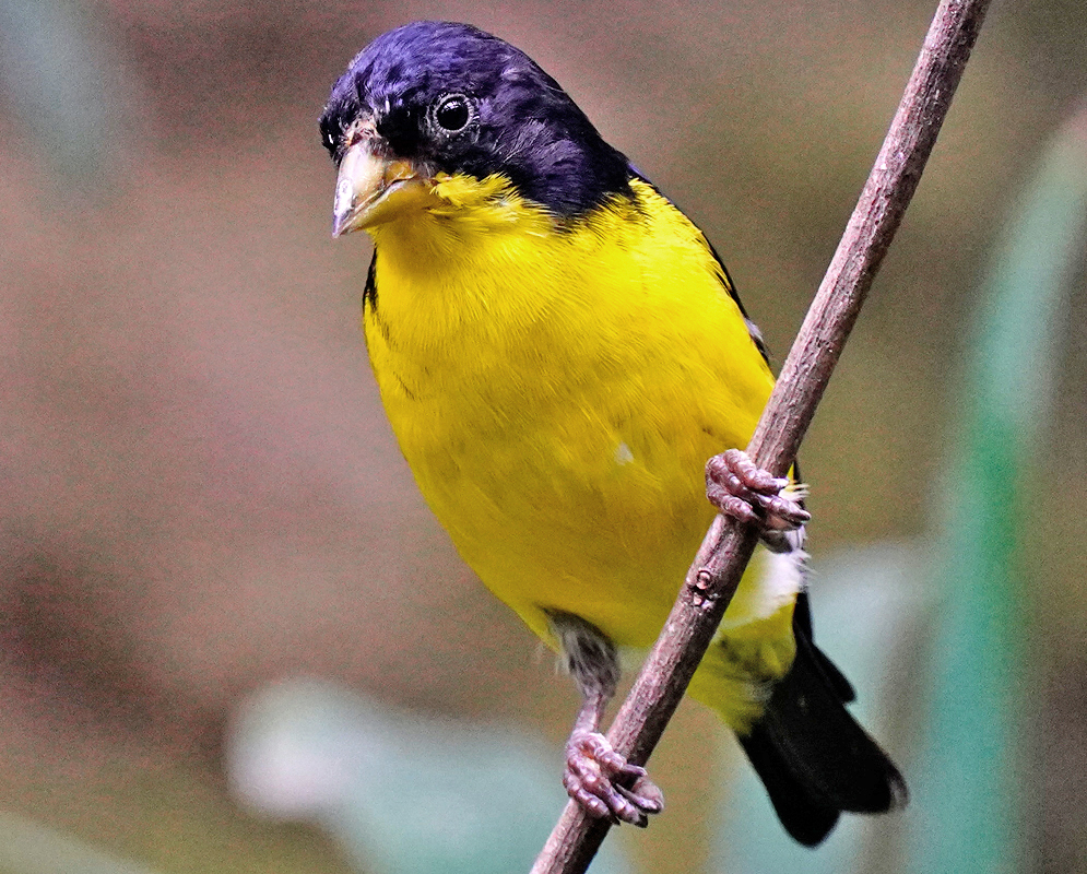 Spinus psaltria with yellow breast and black head