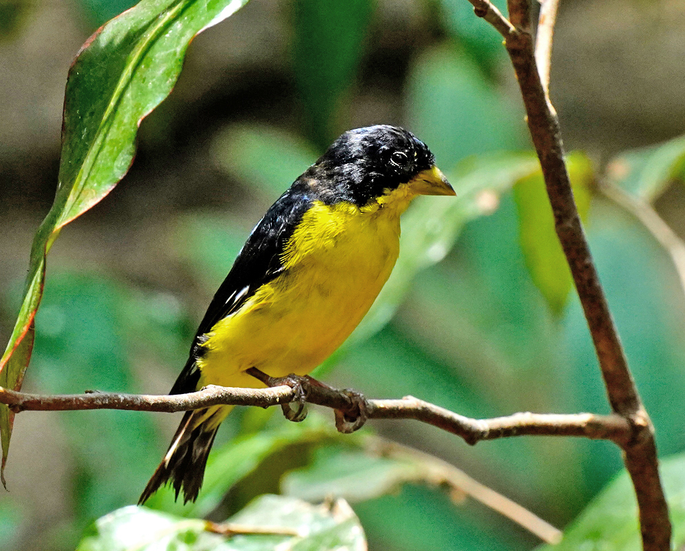 Yellow breasted Spinus-psaltria in a tree branch