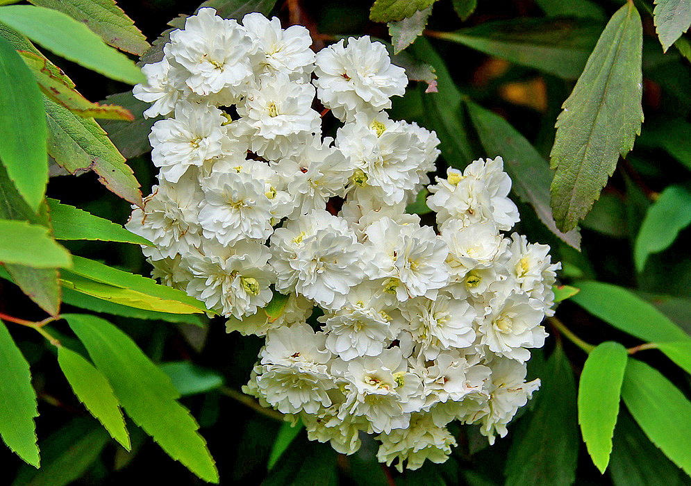 Two white Spiraea cantoniensis flower clusters with yellow stamens side-by-side