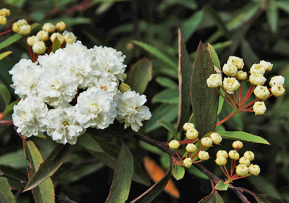 A cluster of Spiraea cantoniensis white flowers and a cluser of white flower buds
