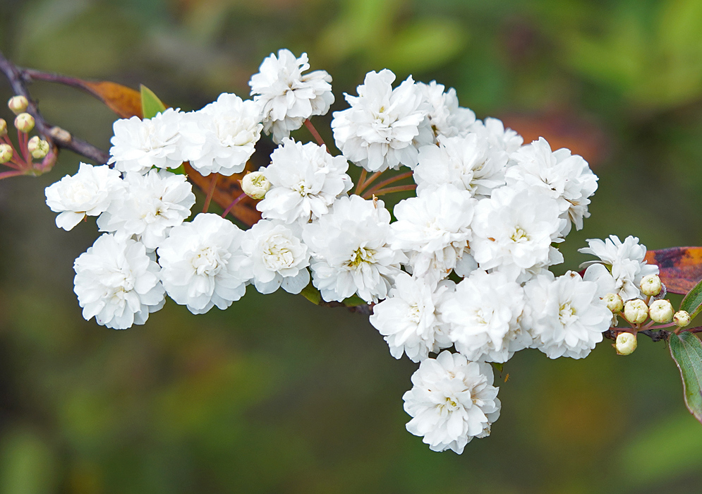 A Spiraea cantoniensis cluster of white flowers