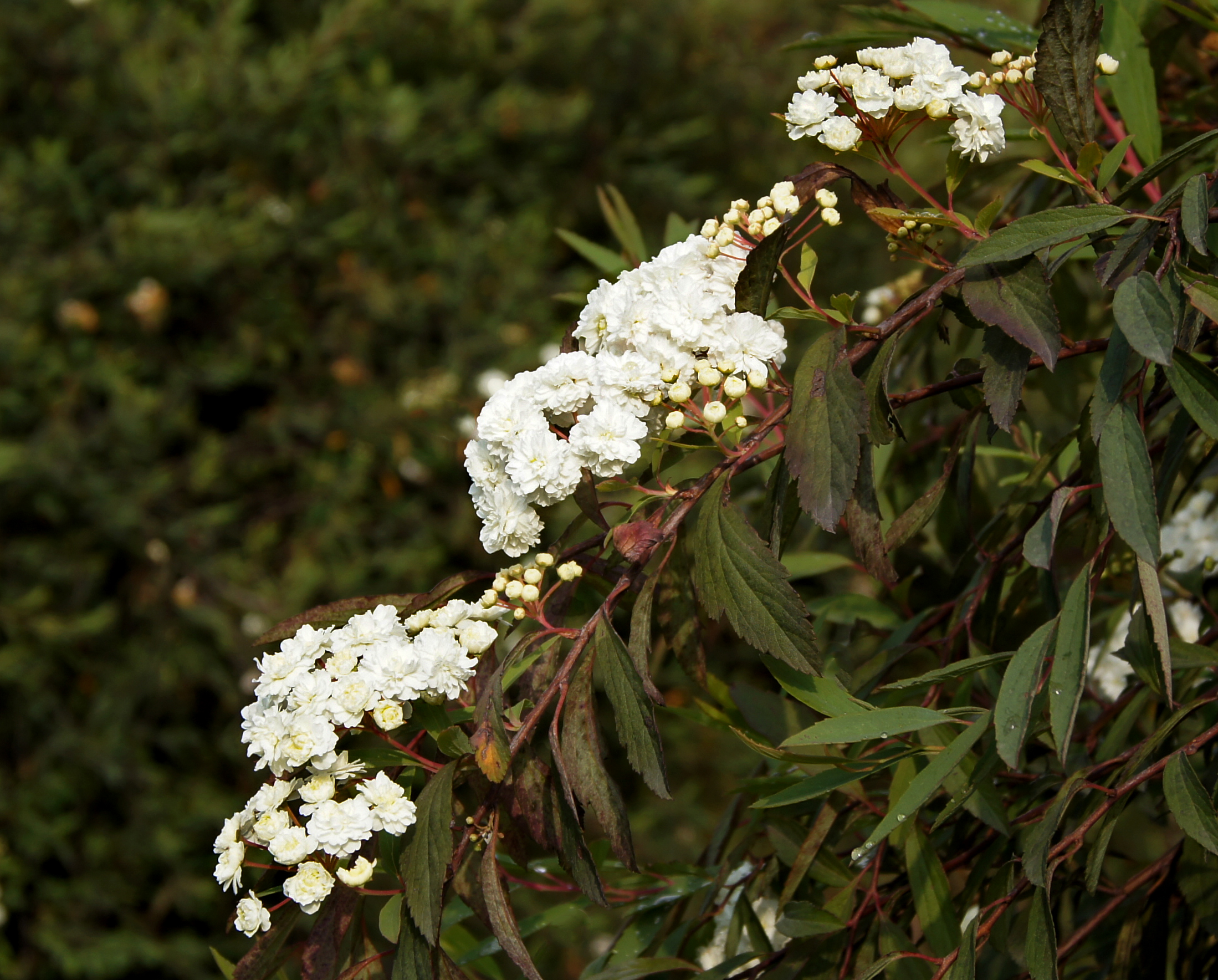 A branch Spiraea cantoniensis branch with red stems and clusters of flowers and buds