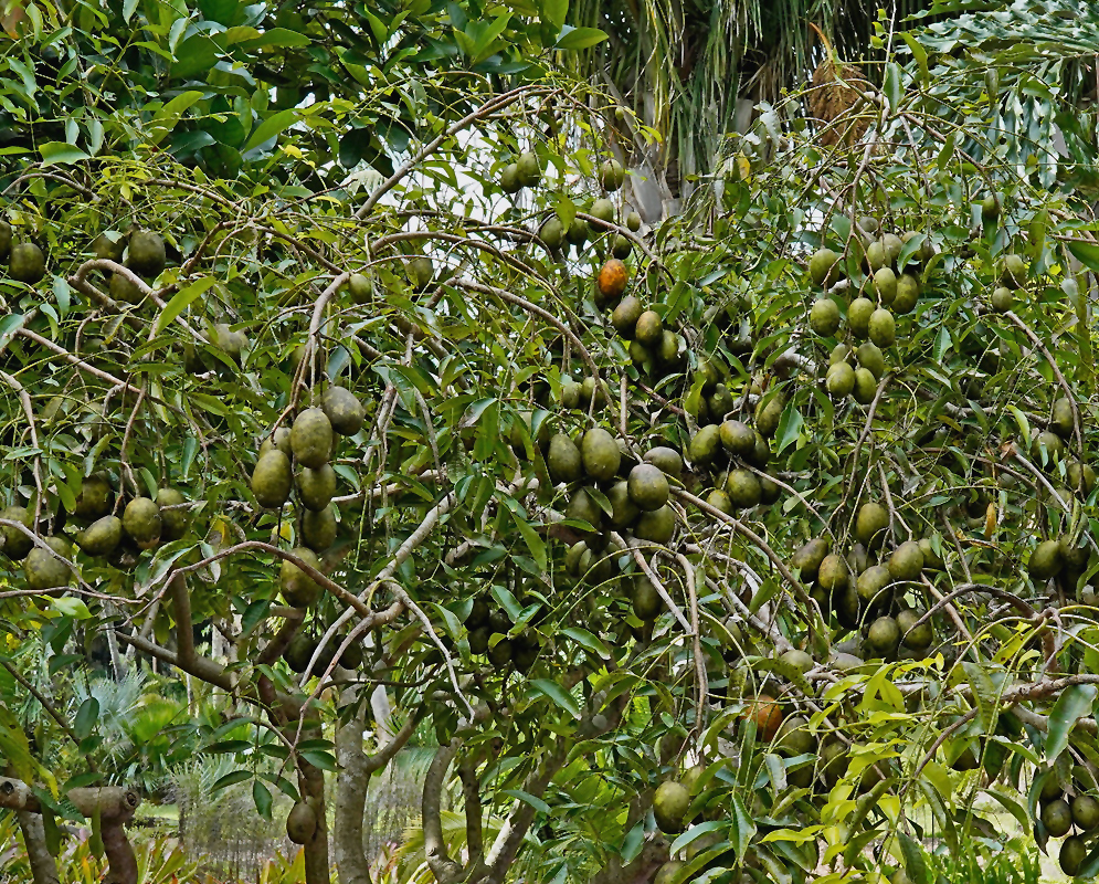 Spondias dulcis branching cluster of small pale flowers among large pinnate leaves
