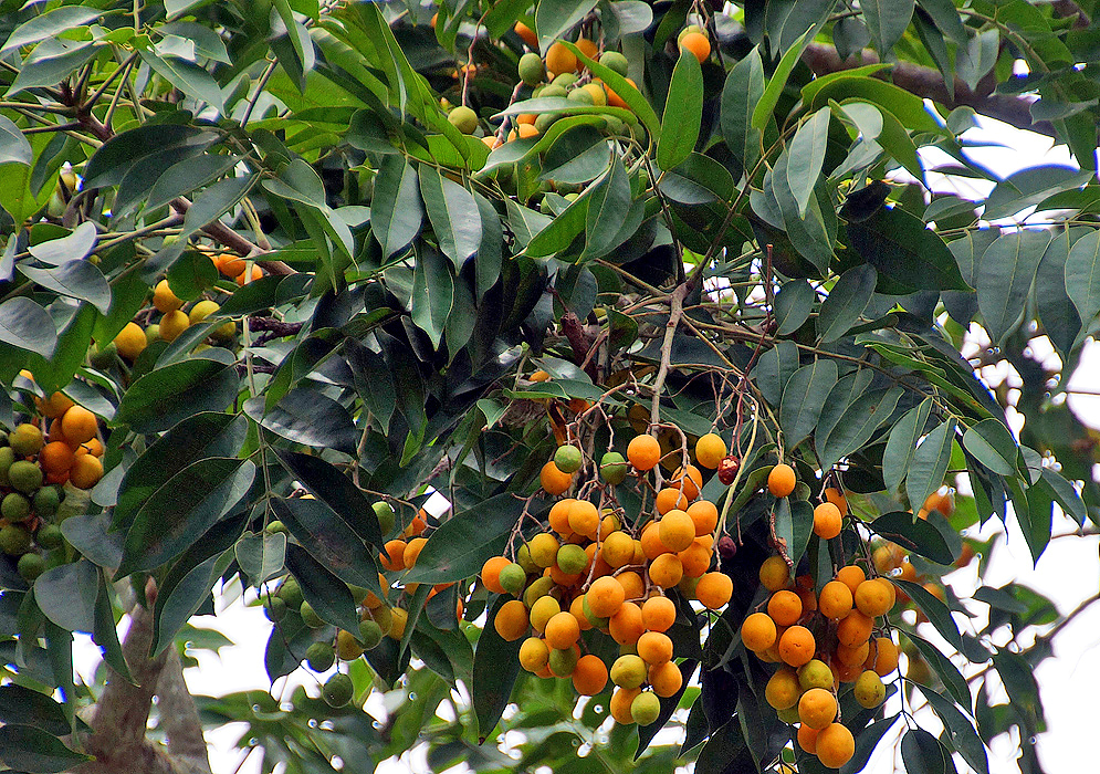 Clusters of orange Spondias mombin fruit on the tree