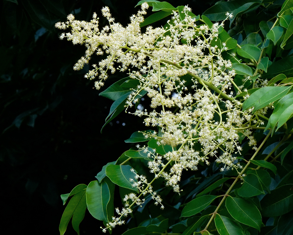 White  infloresence protruding from a Spondias mombin tree